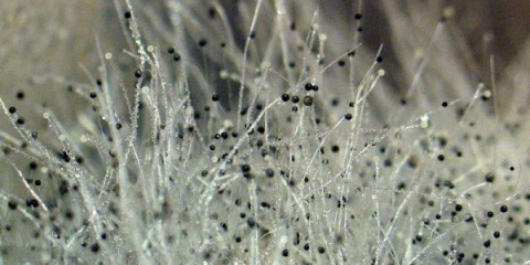 Jak odstranit formu v bytě